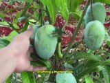 Grafting a Mango Tree