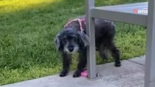 ls trouvent un chien de 15 ans sourd et aveugle, attaché dans un parc avec un petit mot à côté de lui