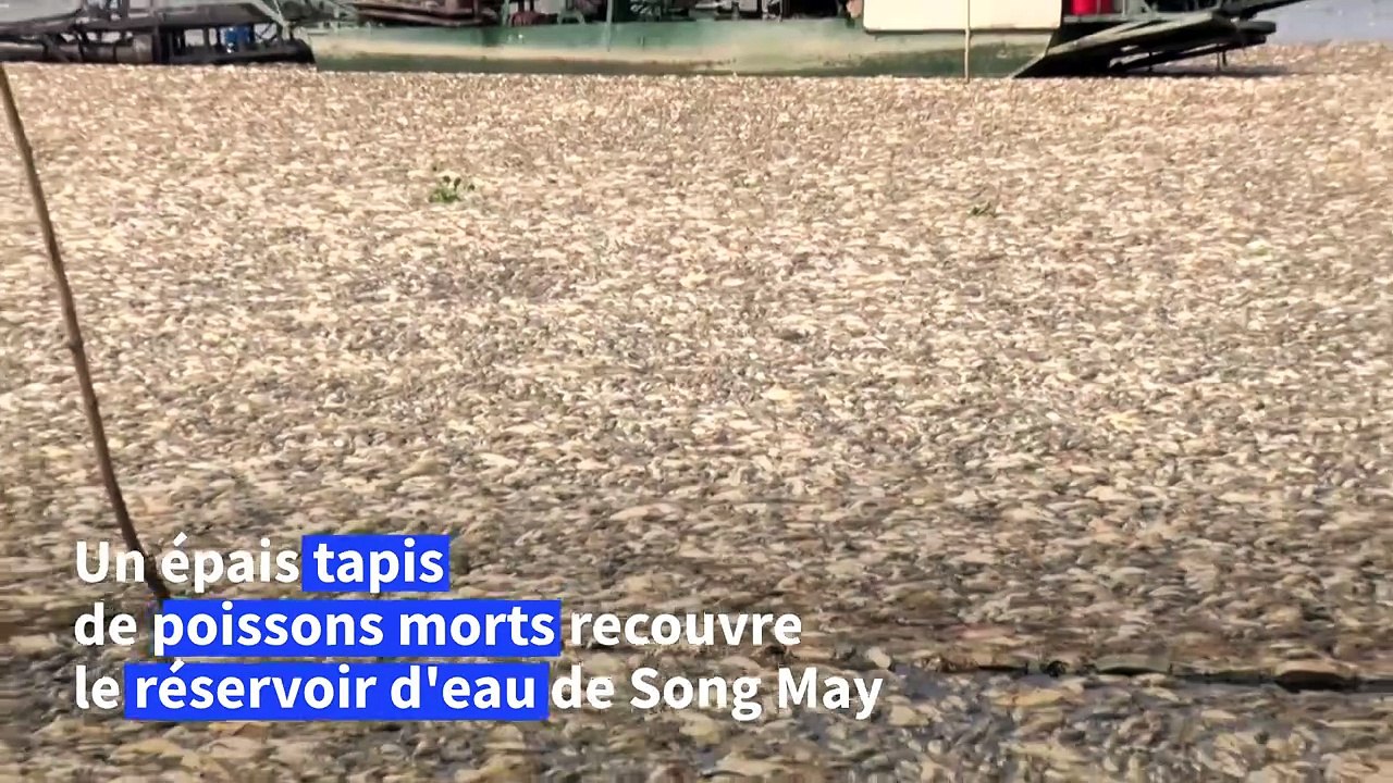 Vietnam : des centaines de milliers de poissons meurent, la canicule en cause