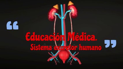 Sistema excretor humano