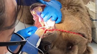 Bear has extreme dental surgery...now she can eat again