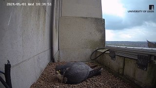 Excitement as first Peregrine Falcon eggs hatch on the Parkinson Building at the University of Leeds