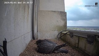 Watch the first tiny Peregrine chick hatch on Leeds University building (Video: University of Leeds)