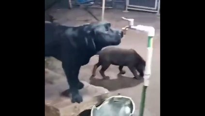 Un chien très malin