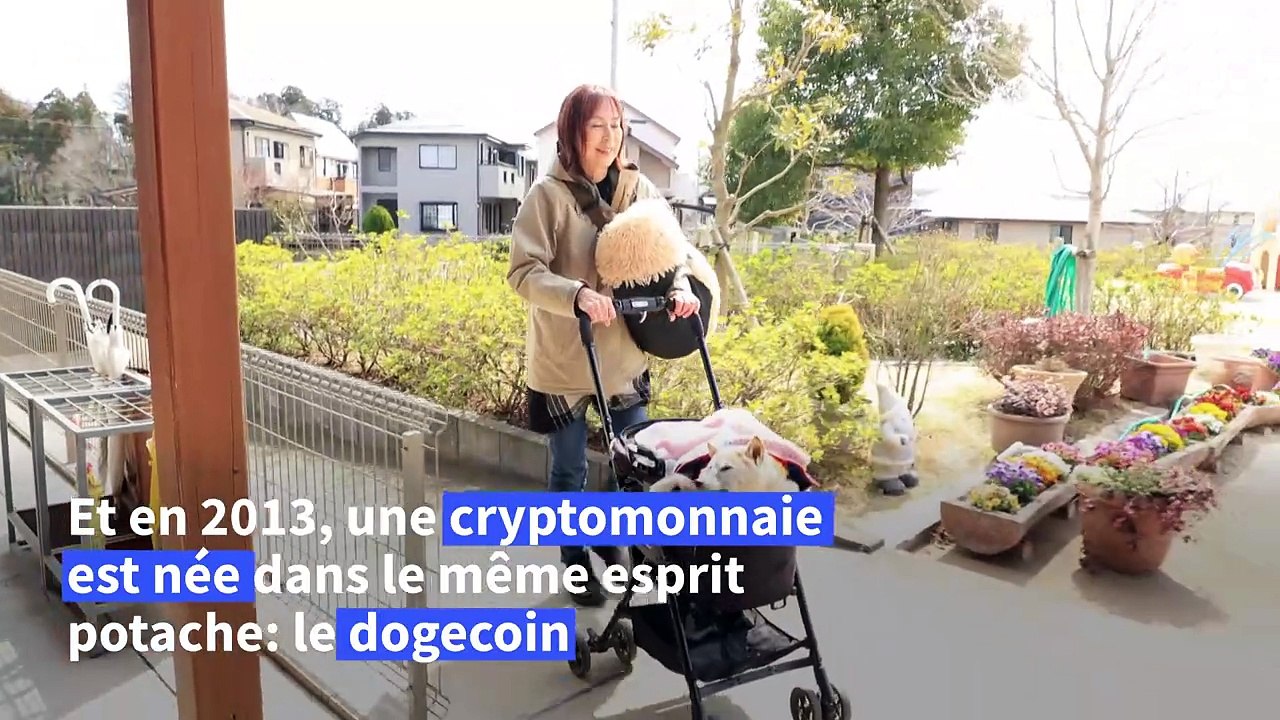 Le fabuleux destin de Kabosu, chienne star d'internet et emblème du dogecoin
