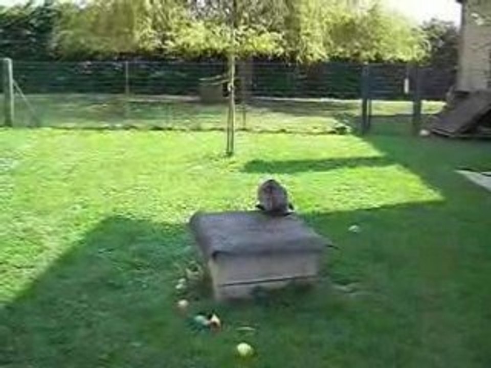 CIMG5553  Chiots  YORKS