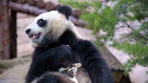 Panda Eating Bamboo