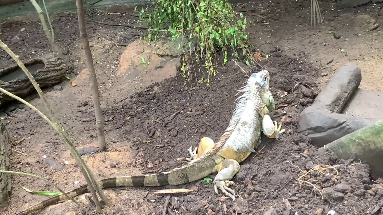 Green Charmeleon