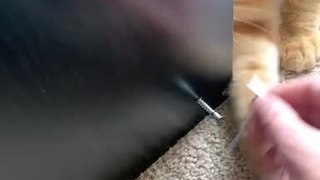 Orange Cat Meddles With Owner as They Try to Screw Nail