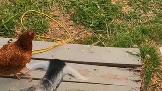 Baby Goat Does Not Like Staying Outdoors and Gets Vocal About It