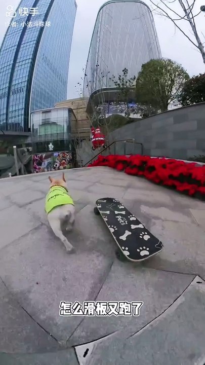 Skills Amazing Dog's