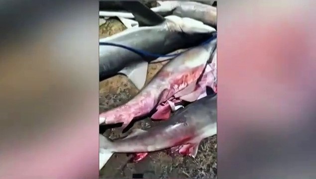 OVERFISHING OF SHARK IN TOBAGO