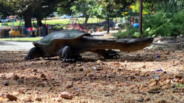 Perth’s hot and dry conditions blamed for the 100 turtle deaths at Bibra Lake wetlands