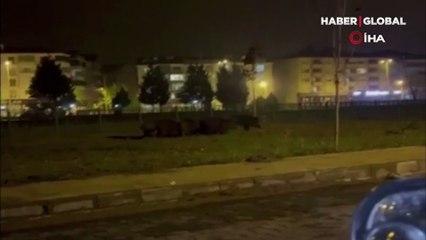 Zonguldak'ta aç kalan domuz sürüsü şehre indi 