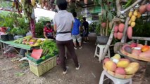 Cattle Trading Motorbike Sales and Great Coffee at San Patong Saturday Morning Market