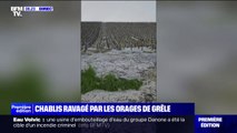 Le vignoble de Chablis ravagé par la grêle