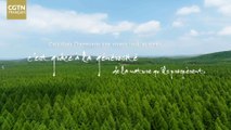 Pourquoi la Chine peut-elle transformer une terre sablonneuse en forêt d'exception ?