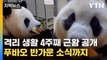 [자막뉴스] 중국 생활 4주째에 접어든 푸바오 영상 공개...반가운 소식까지 / YTN