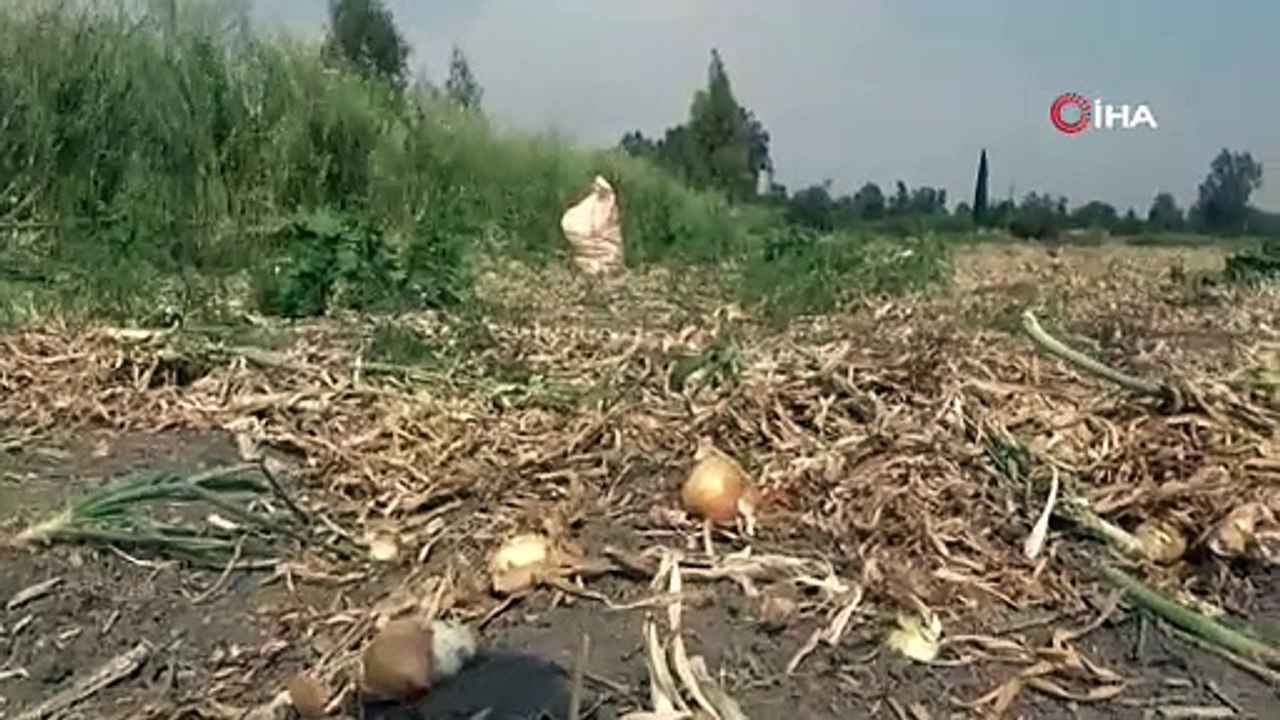 Başıboş sokak köpekleri bir can daha aldı