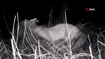 Tilkinin post mücadelesi kamerada