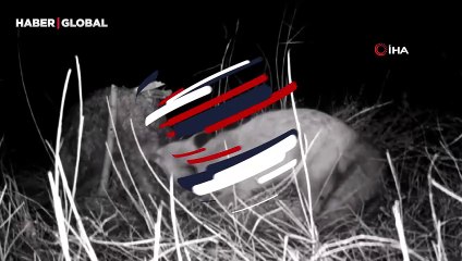 Tilkinin koyun postu mücadelesi şaşırttı