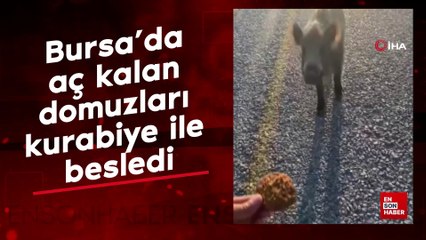 Bursa'da aç kalan domuzları kurabiye ile besledi