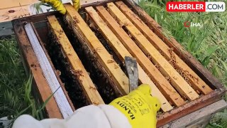 Toz Taşınımı Arıları Etkiledi, Arıcılar Endişeli