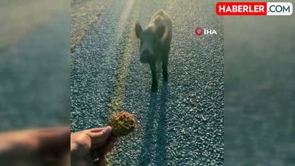 Aç kalan domuzları kurabiye ile besledi