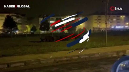 Zonguldak'ta gece yarısı sürü halde görüntülenince böyle kaçtılar!