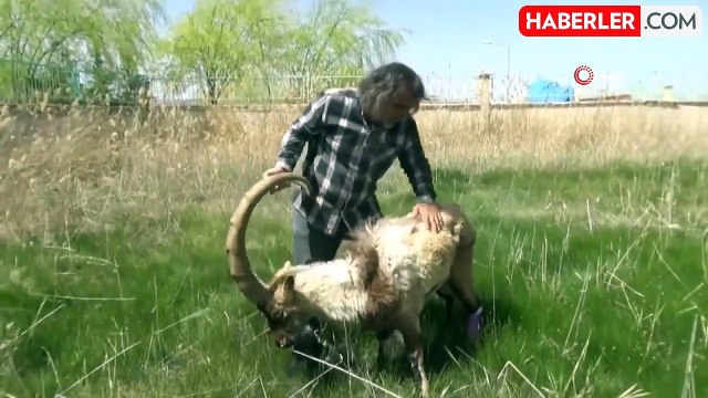 Yaralı Yaban Keçisi Tedavi Altına Alındı