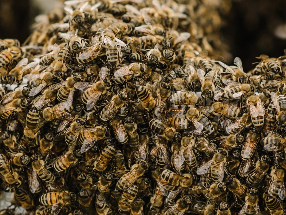 Schock-Fund: 50.000 Bienen hinter Kinderzimmerwand