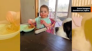 Söpö video: Antelias vauva jakaa pastaa jättiläismäisen bernhardilaisen kanssa