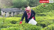 Rize Ziraat Odası Başkanlığı'ndan çay üreticilerine budama çağrısı