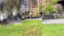 Viral video of “love-making couple” in NYC park causes outrage