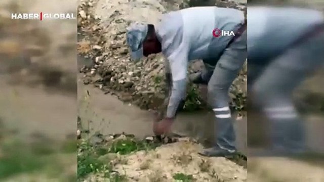 Türkiye'nin en zehirli yılanı Elazığ'da ortaya çıktı: Koca engerek yılanı böyle görüntülendi!