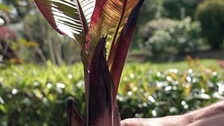 Comment planter un bananier en pot ?