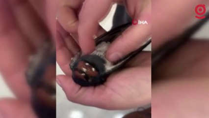 Otomobilin çarptığı kuşu dakikalarca kalp masajı yaparak hayata döndürdüler