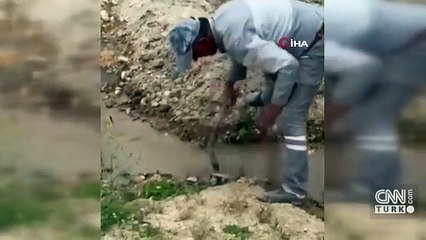 Tek ısırığı öldürmeye yetiyor! En zehirli yılan türü böyle görüntülendi!