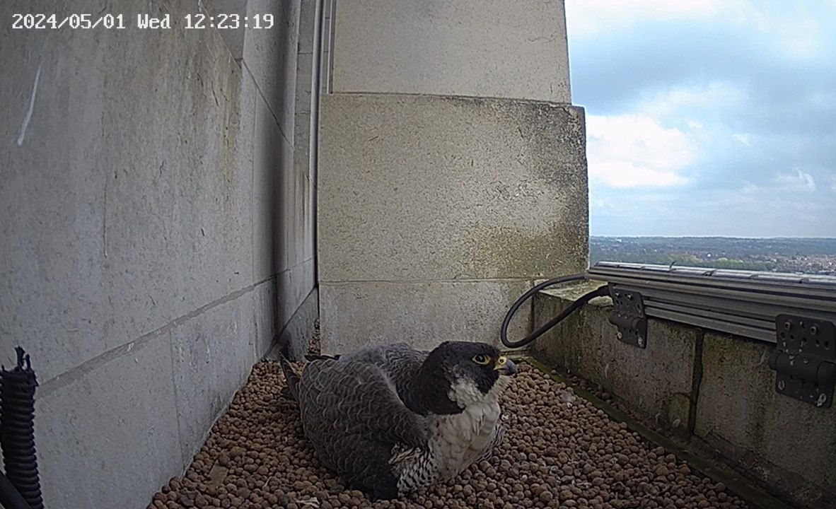 Peregrine Falcon chick hatches at the University of Leeds' Parkinson Tower