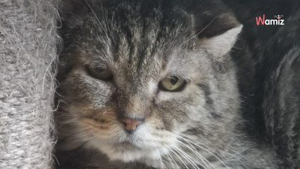 Capturé après une vie d'errance, ce chat très timide aimerait trouver une famille qui lui laissera le temps de s'adapter