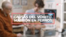 ¿Qué significa el vómito marrón en perros?