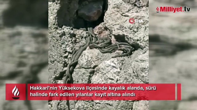 Yer: Hakkari! Sürü halinde metrelerce uzunlukta yılanlar köy halkını korkuttu