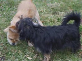 Mes 3 petits z'amours de chiens