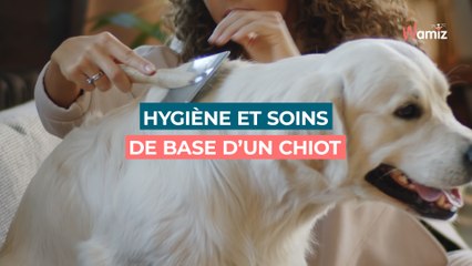 Hygiène et soins de base d’un chiot : les bonnes habitudes à prendre