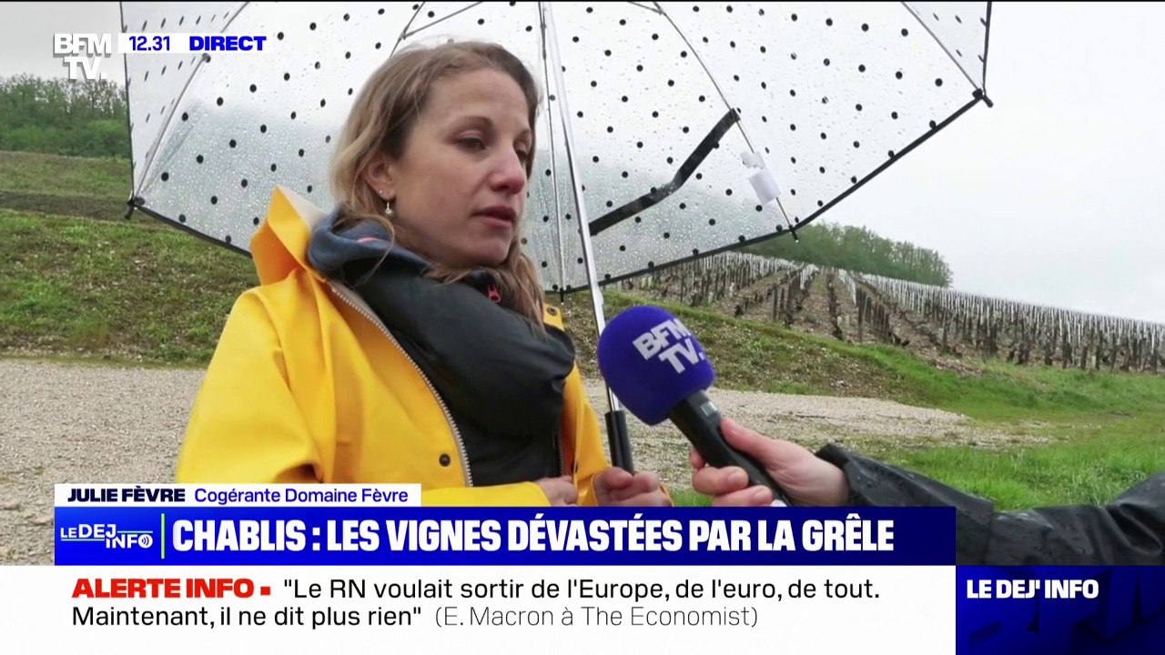 "100% des pieds sont touchés par la grêle": à Chablis, dans l'Yonne, les vignes dévastées par les intempéries