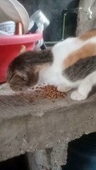 Cat Eating
