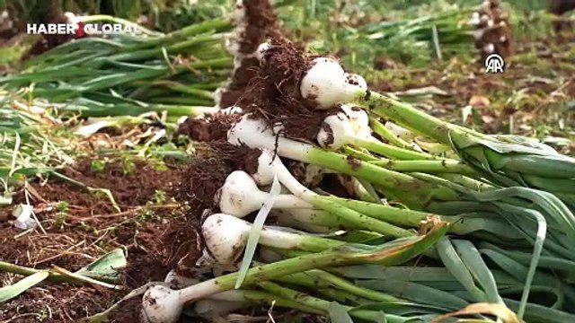 Avrupa Birliği'nden coğrafi işaret tescili almıştı, ilçenin simgesi lezzette hasat başladı