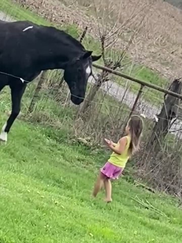 This adorable little girl ran towards her horse, Cody, and offered them treats. The horse gently licked the treats form the girl's hand, leaving her mesmerised.