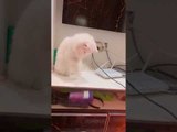 Cat Drops Box From Shelf Every Time Owner Puts it Back