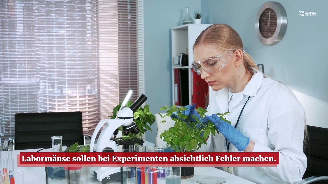 Sich schlecht benehmende Labormäuse stören wissenschaftliche Experimente